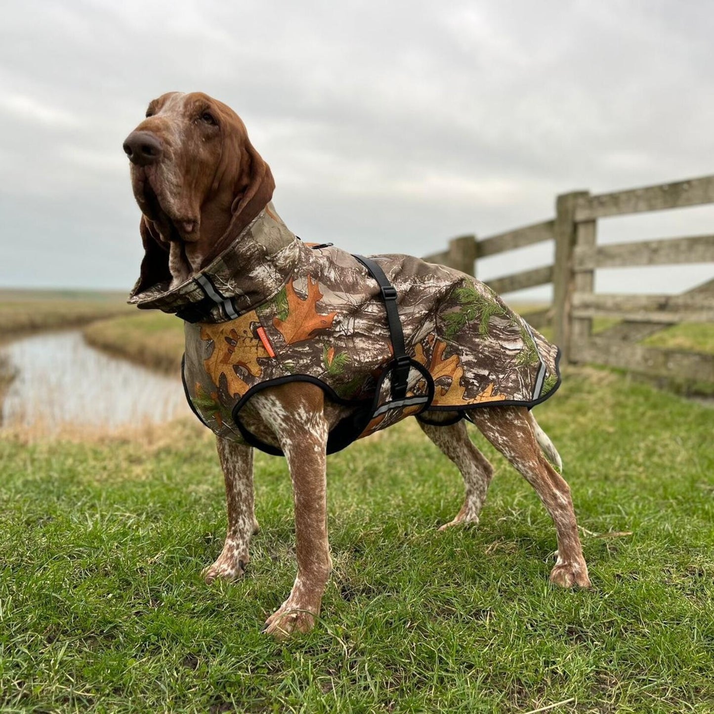 Rainy Light / Soft Shell