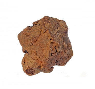 Olijfboom Kauwwortel 500-750gr