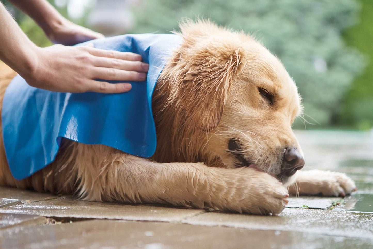 Honden droog doek blauw