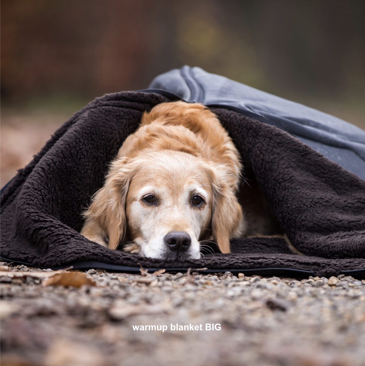 warm up blanket big brown